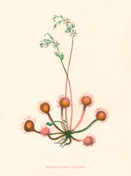 Kereklevelű Sundew, c1891, 1891