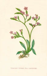 Függőleges tüskés tengeri levendula, c1891, 1891