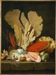 Panaches de mer, lithophytes et coquilles - Csendélet kagylókkal és korallokkal ...