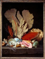 Sea Panaches csendélet kagylókkal. Anne Vallayer Coster (1744-1818) festménye 1769 V. 1,3x0,97 m