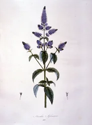 Botanikai tábla: vadmenta (mentha sylvestris). 19. századi metszet.