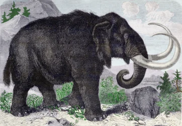 Egy mamut ábrázolása. Adams, a Szentpétervári Akadémia tagjának felfedezései nyomán készült újra. Metszet 1867-ből. .