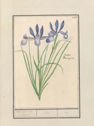 Kék írisz (Iris sibirica) Édes illatú orris. portugál. / szivárványhártya. / írisz. (cím a tárgyon)