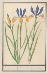 Blauwgele lis (szibériai írisz) portugál / Luzitán szivárványok / írisz Portugáliából (cím a tárgyon)