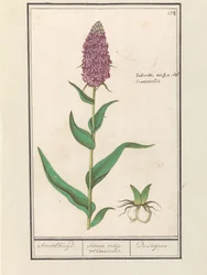 Széles orchis (Dactylorhiza majalis) Standelcruijd. / Satirion orchideák vagy Cynosorchis. / A Satijrion. (cím a tárgyon)