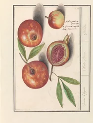 Gránátalma (Punica granatum) Grenaert alma. / Mala Punica. / Gránátok. (cím a tárgyon)