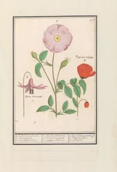Kutyafog (Erythronium), vadrózsa (Rosa) és mák (Poppy) 1. Csak Bosch rózsa. 2. kutyaállvány. 3. Kankel Bloeme. / 1. Rosa Silvestris. 2. Dens Canisus 3. Poppy Rheas. / 1. Rose de bois gratte cul 2. Dent de Chien. 3. Pavot. (cím a tárgyon)