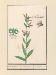 Nevető darázsorchidea (Ophrys bombyliflora) és kökörcsin (Anemone) | Nevető darázsorchidea (Ophrys bombyliflora) Nevető darázsorchidea (Ophrys bombyliflora)