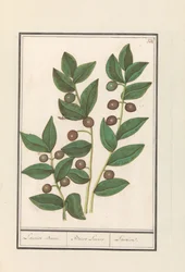 Olíva (Olea europaea) Babérfa. / Bacca Laurus. / Laurel (cím a tárgyon)