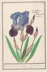 Lila írisz (Iris germanica) Kék írisz liliom. / írisz Vulgaris. / iris Blue Commune (cím az objektumon)