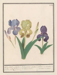 Paarse írisz (Iris germanica) Kleene lisbloemen Violet és van ander Couleuren. / kis kék és különböző színű szivárványok. / Petite iris Couleur Violette et al. (cím a tárgyon)