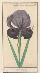Rouw írisz (Iris susiana) from suzyaensche lisbloeme / iris Calcedonica. írisz Susiana major. / suze írisz. (cím a tárgyon)