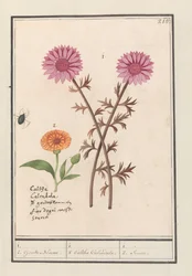Rózsaszín virág (ismeretlen) és körömvirág (Calendula officinalis) 1. 2. Aranyvirág. / 1. 2. Caltha Calendula. / 1. 2. Soucie. (cím a tételen)