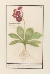 kankalin (Primula) Vörös Medve füle. / Auricula ursi rubra. / Auricule rouge (cím a tárgyon)