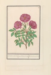 Wilde Roos (Rosa) Welriekende bosch roose / rosa silverstris adorata. / Erdei rózsa illattal (cím a tárgyon)