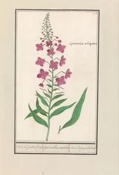Tűzfű (Chamerion angustifolium) Ismét a zsidók Kruyt. / lysimachia sequilosa / Souci d
