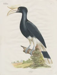 Hornbill (kézzel színezett litográfia)