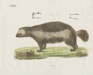 Rozsomák fogászati részletekkel (kézzel színezett litográfia)