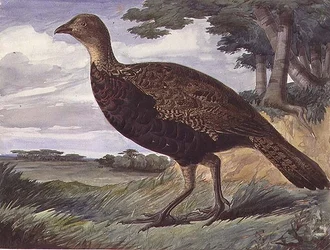 Fácán és Greyhen hibrid (akvarell papíron)