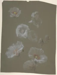 Fehér hollyhocks