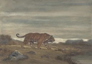 Tigris közeledik a medencéhez, 1810-75.
