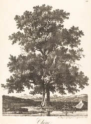 Chene (tölgyfa)