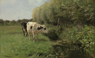 Tehenek a legelőn
