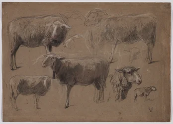 Studies of Sheep, 1800-as évek második fele.