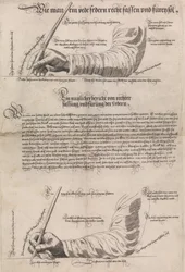 Schreibkunst Az írás művészete, 1601, 1631.