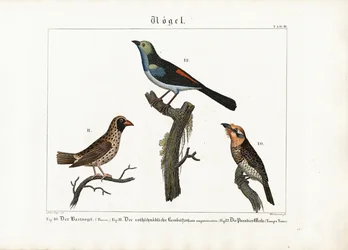 Barbet, Weaver Bird és Paradise Flycatcher