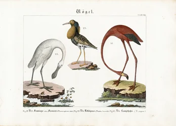 Flamingó, kanálcsőrű és ruff