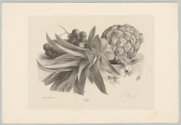 Ananász és szőlő Flower and Fruit Studies (...) 10. epizód (sorozat címe)