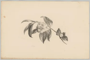 Virágok Flower and Fruit Studies (...) 3. epizód (sorozat címe)