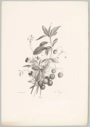 Virágok, eper és cseresznye Flower and Fruit Studies (...) 10. epizód (sorozat címe)