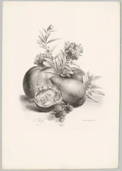 Virágok, alma, körte, gránátalma és szeder Flower and Fruit Studies (...) 10. epizód (sorozat címe)