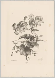 Különféle virágok Flower and Fruit Studies (...) 10. epizód (sorozat címe)
