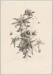 Különféle virágok Flower and Fruit Studies (...) 10. epizód (sorozat címe)