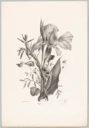 Különféle virágok Flower and Fruit Studies (...) 10. epizód (sorozat címe)
