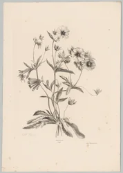 Különféle virágok Flower and Fruit Studies (...) 10. epizód (sorozat címe)
