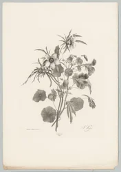 Különféle virágok Flower and Fruit Studies (...) 10. epizód (sorozat címe)