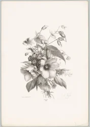 Különféle virágok Flower and Fruit Studies (...) 10. epizód (sorozat címe)