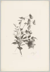 Különféle virágok Flower and Fruit Studies (...) 10. epizód (sorozat címe)