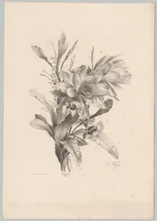 Különféle virágok Flower and Fruit Studies (...) 10. epizód (sorozat címe)