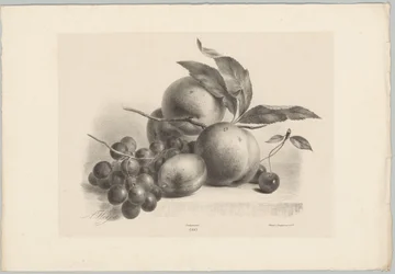 Szőlő, szilva, őszibarack és cseresznye Flower and Fruit Studies (...) 10. epizód (sorozat címe)