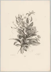 Hortenzia és egyéb virágok Flower and Fruit Studies (...) 10. epizód (sorozat címe)