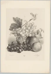 Vörös és fehér szőlő és alma Flower and Fruit Studies (...) 10. epizód (sorozat címe)