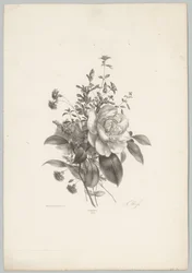Rózsa, szegfű és fukszia Flower and Fruit Studies (...) 10. epizód (sorozat címe)