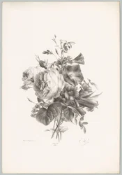Rózsák és kehely alakú virágok Flower and Fruit Studies (...) 10. epizód (sorozat címe)