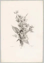 Árvácska és jácint és harang alakú virágok Flower and Fruit Studies (...) 10. epizód (sorozat címe)
