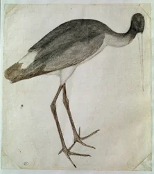 Egy fekete gólya áll, arccal jobbra. Antonio di Puccio Pisano dit Pisanello rajza (1395-1455 előtt). Barna tinta, barna mosás, szürke mosás, fekete kő, toll. Mérete: 20,8x18,7 cm. Louvre, Cabinet des dessins